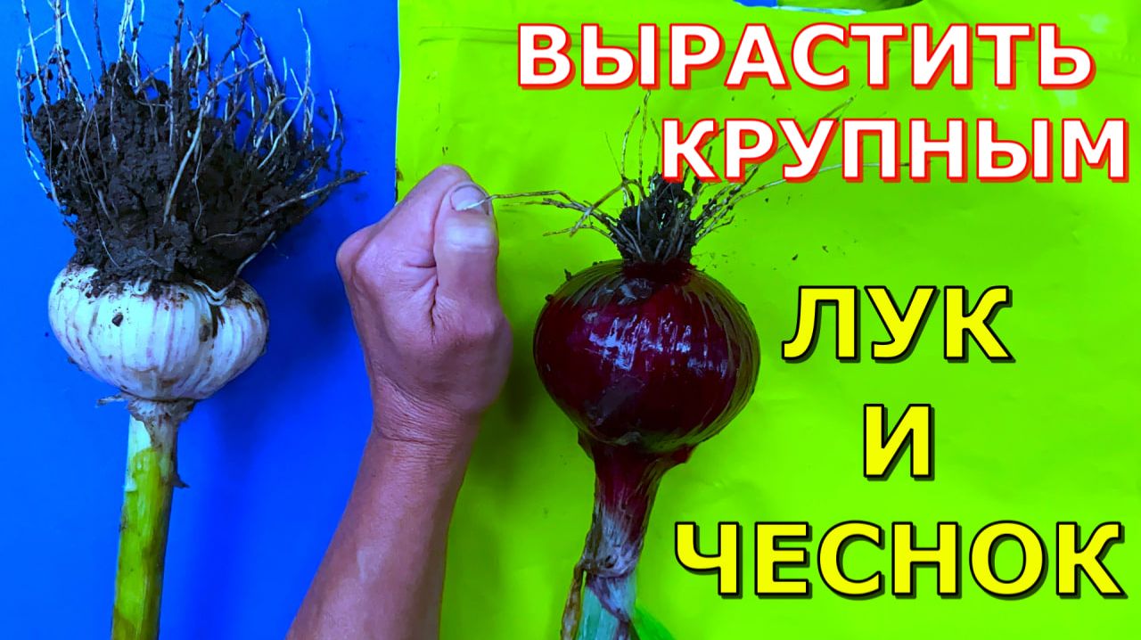 Выращивание ЛУКА и ЧЕСНОКА