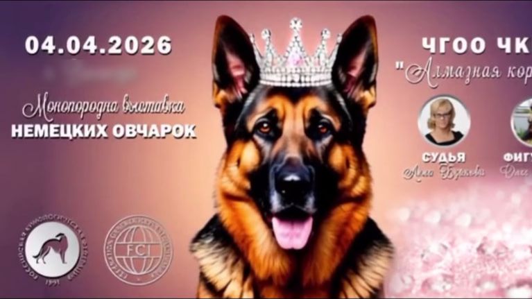 КЧК ВОЛОГДА 4 апреля`26 А.Буйнова Моно немецких овчарок