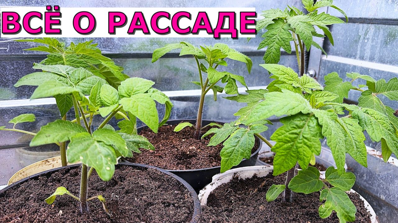 РАССАДА ТОМАТОВ