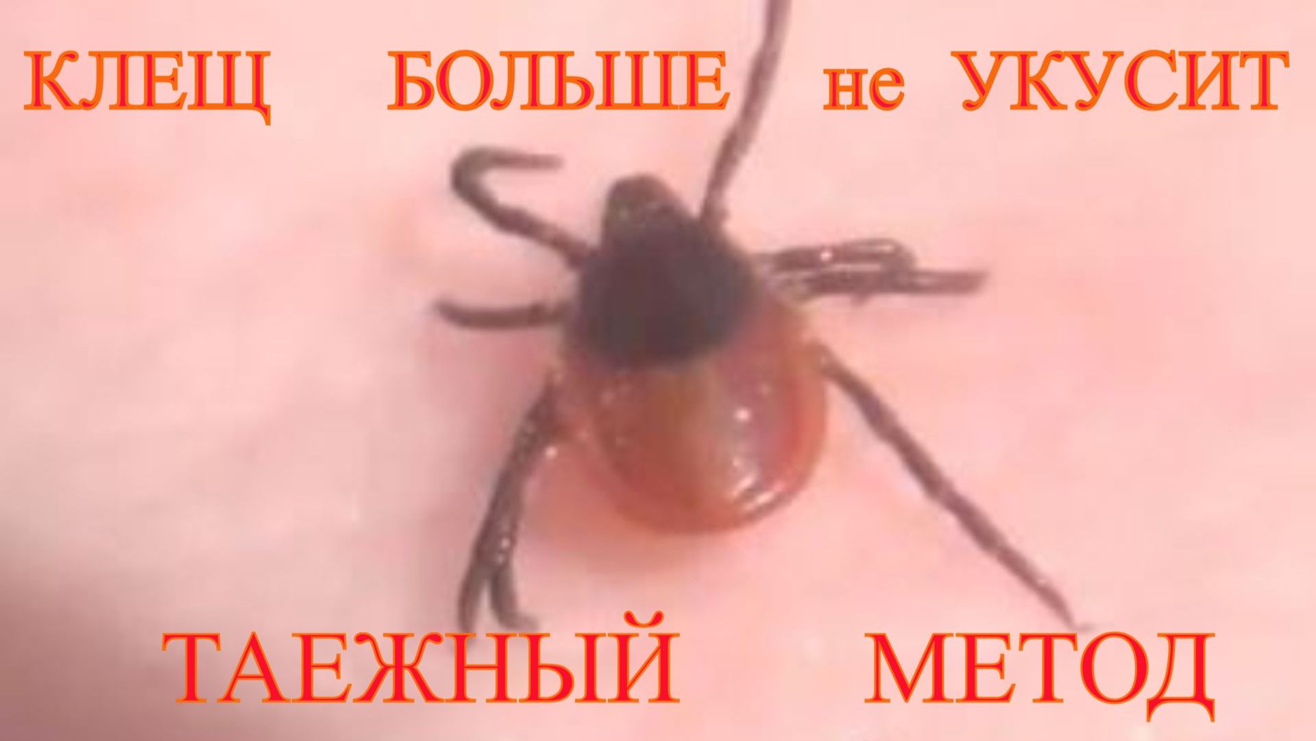 ЭНЦЕФАЛИТНЫЙ КЛЕЩ больше не УКУСИТ