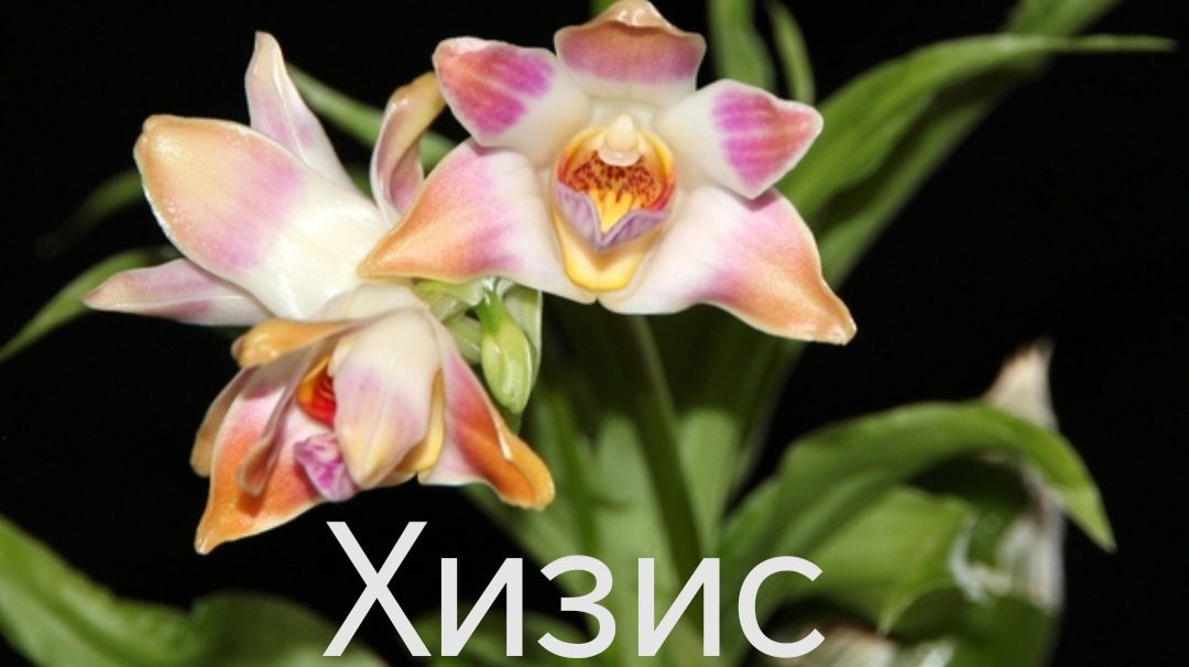 Хизис