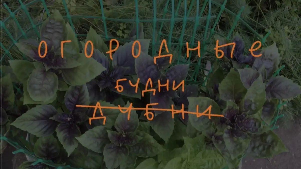 Огородные будни