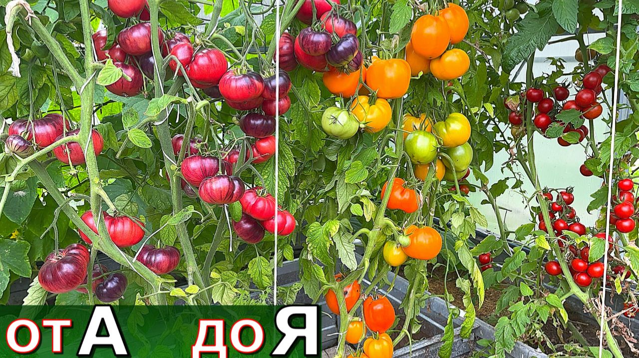 ВЫРАЩИВАНИЕ ТОМАТОВ