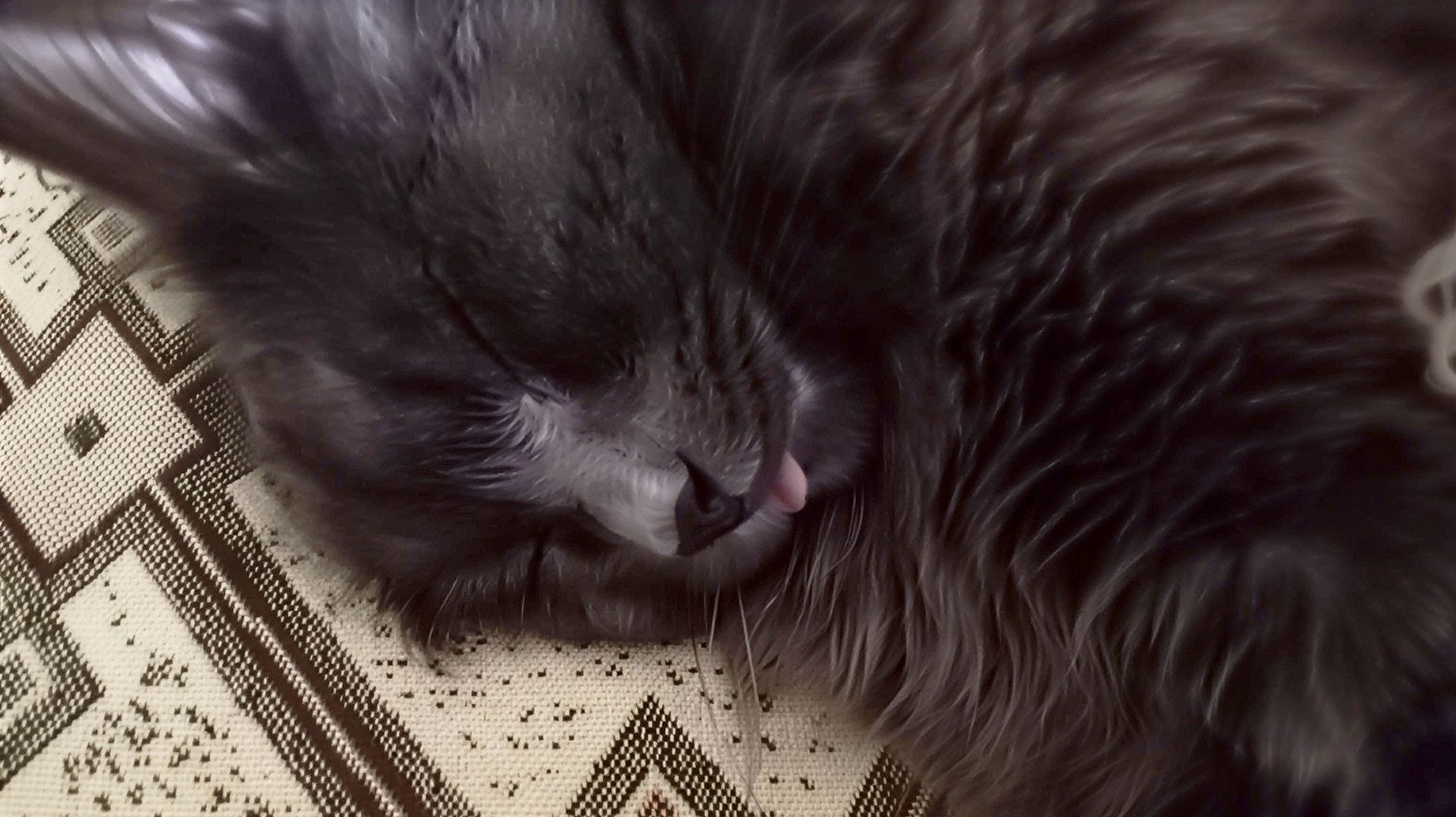 Кошки