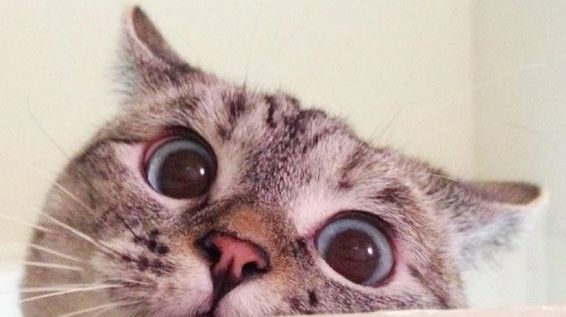 Кошка ШЕЛТИ и другие