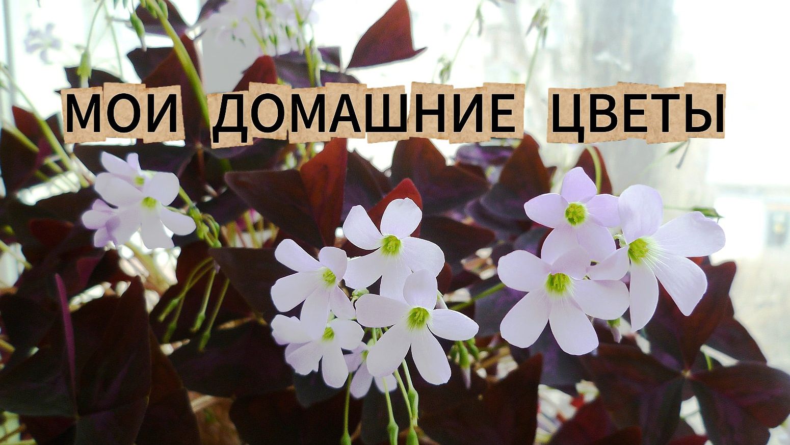 Мои домашние цветы. Бонсай. Ниваки