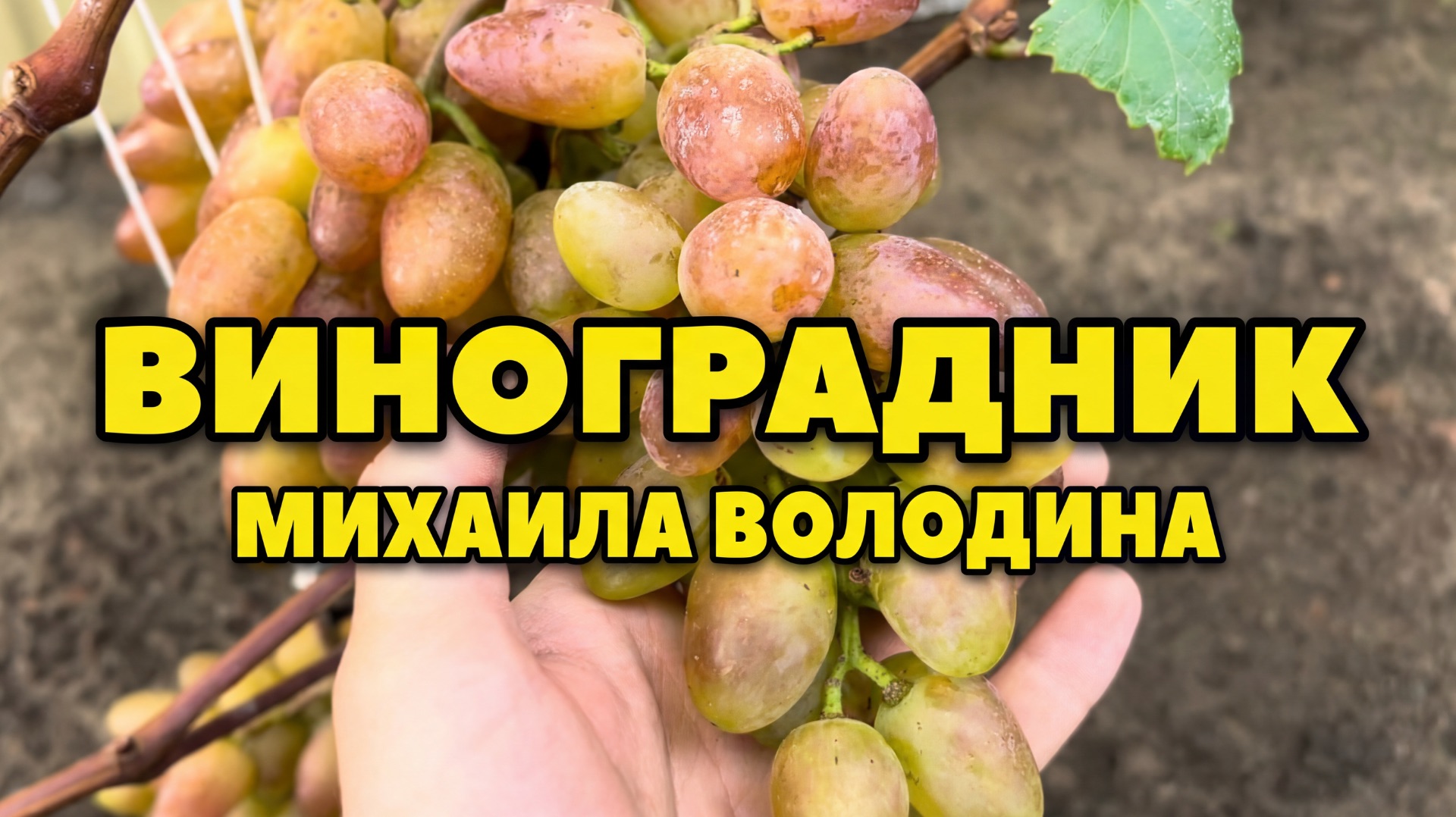 ВИНОГРАД  2026 🍇