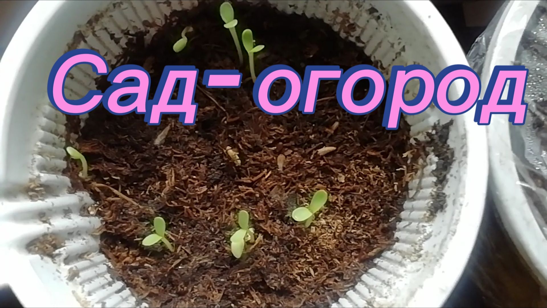 Сад - огород