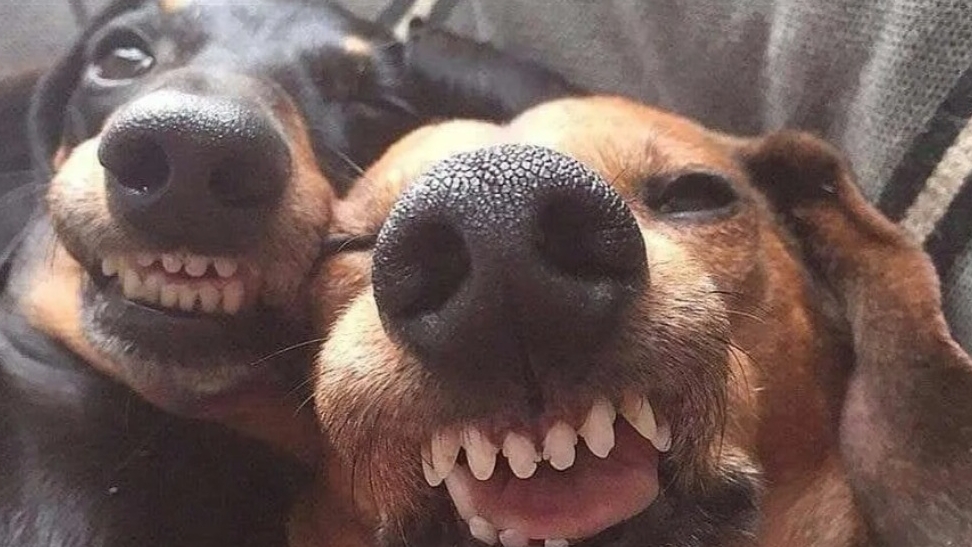 будни хвостиков на даче🐕❤️