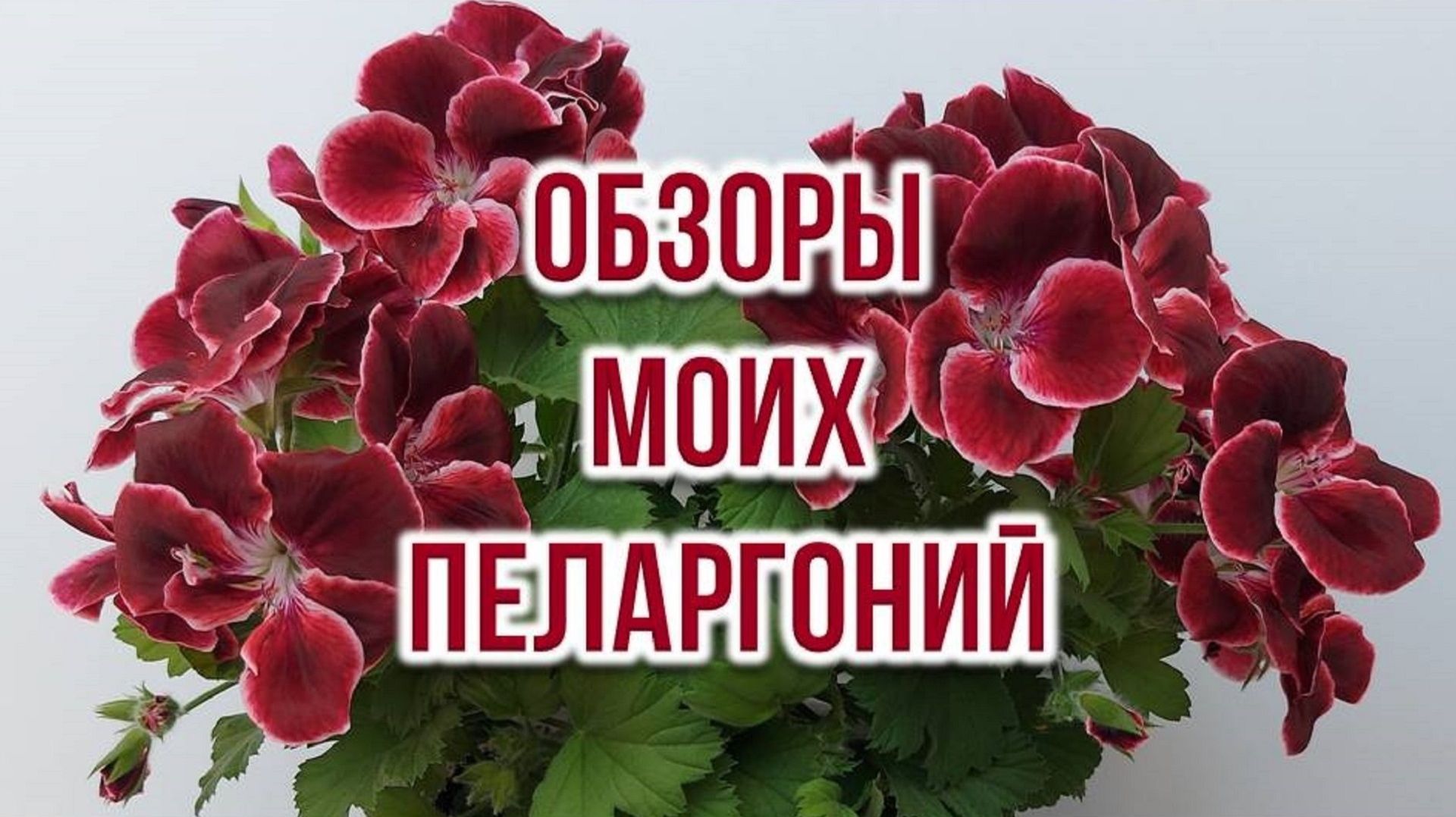 🌺 Обзоры моих пеларгоний