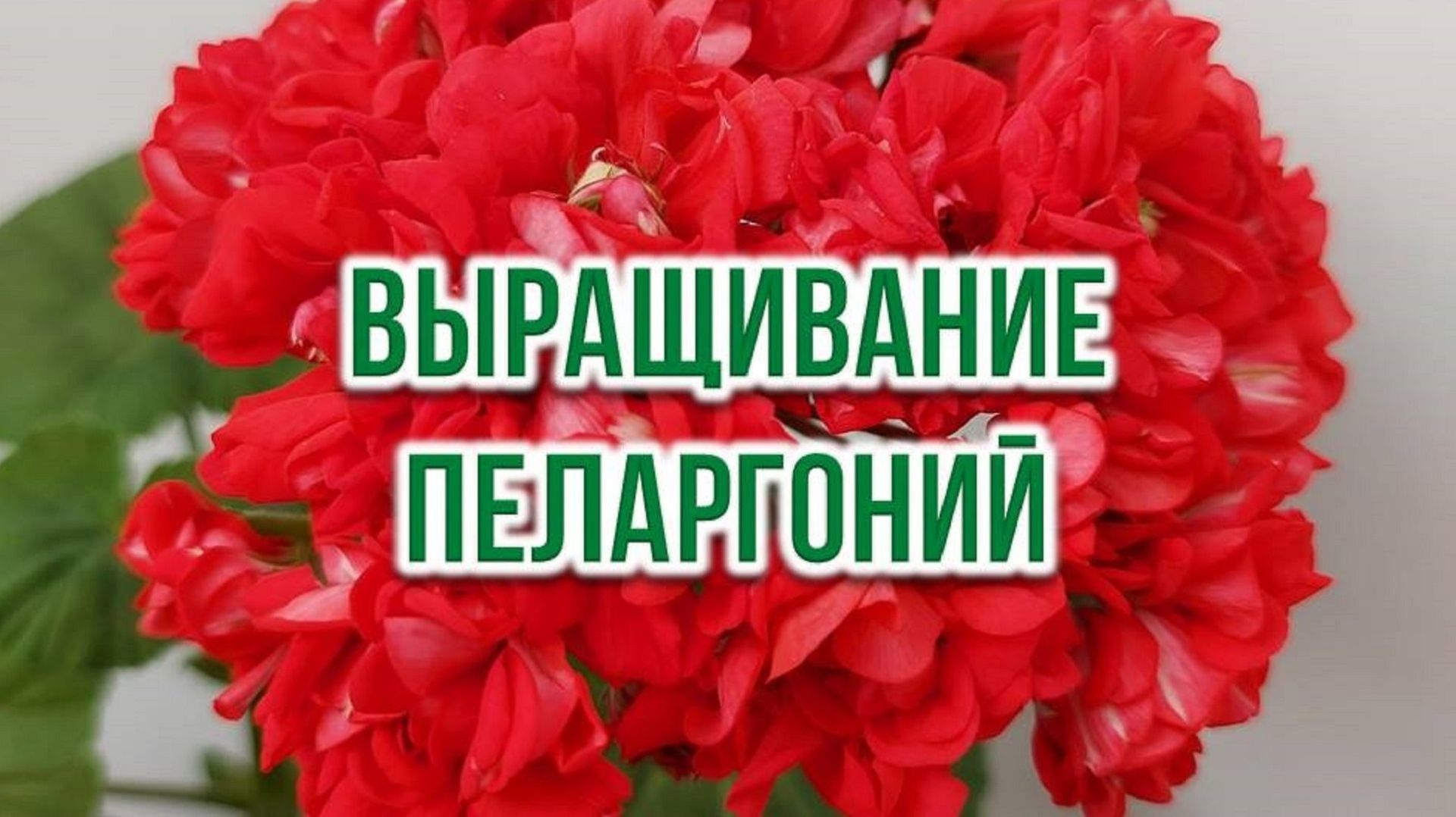 🌱 Выращивание пеларгоний