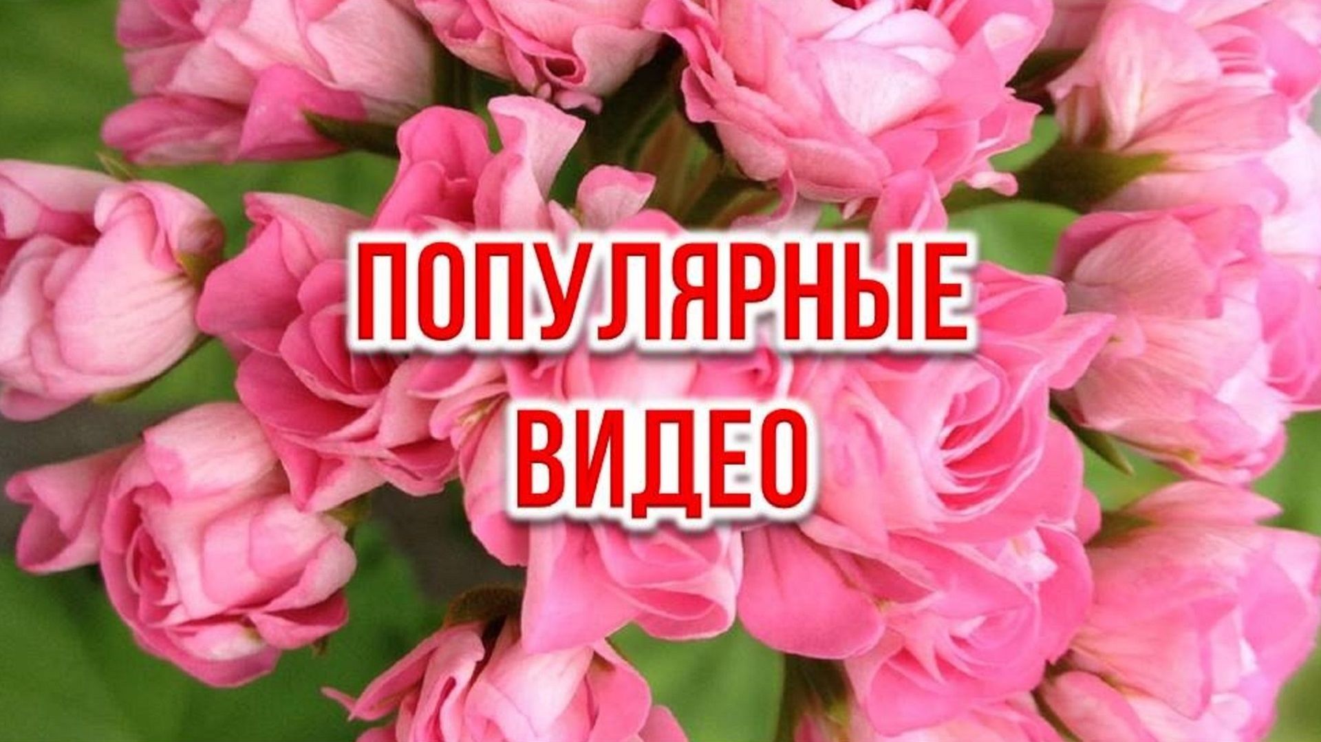 🌸 Популярные видео