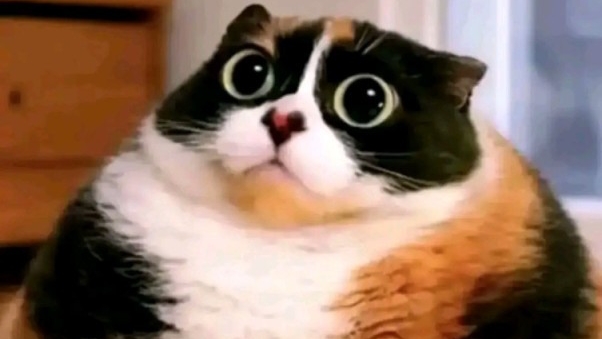 Котость