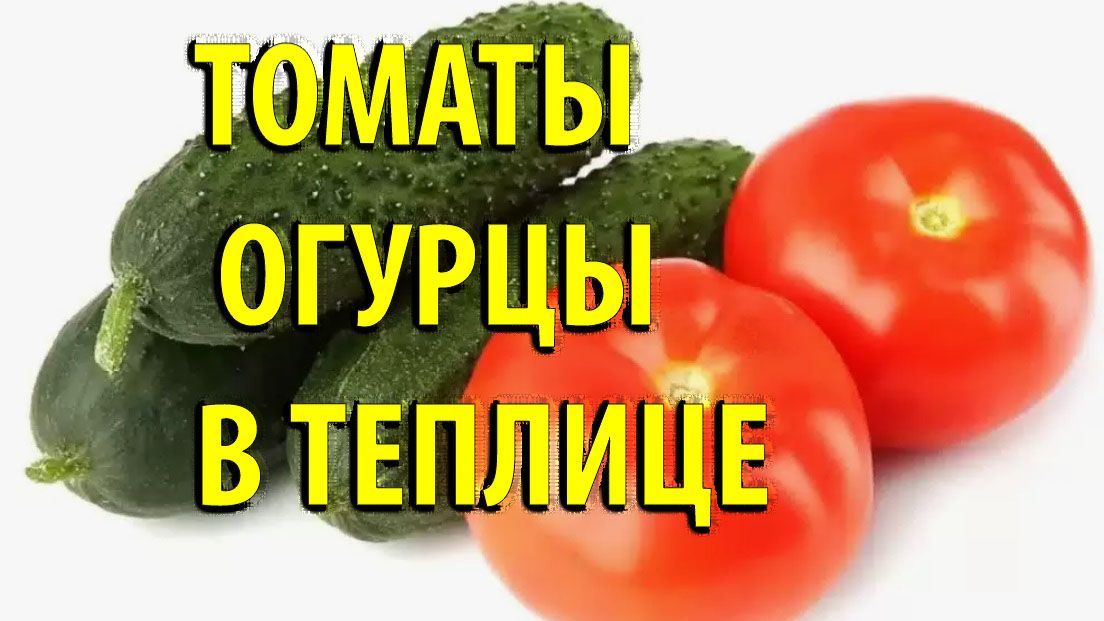 ТОМАТЫ И ОГУРЦЫ В ТЕПЛИЦЕ
