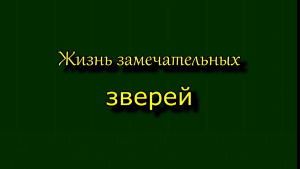 Жизнь замечательных зверей.