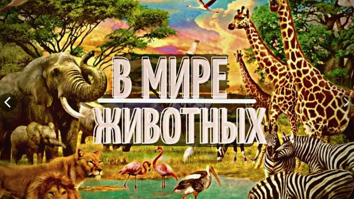 В мире животных.... Разные видео...
