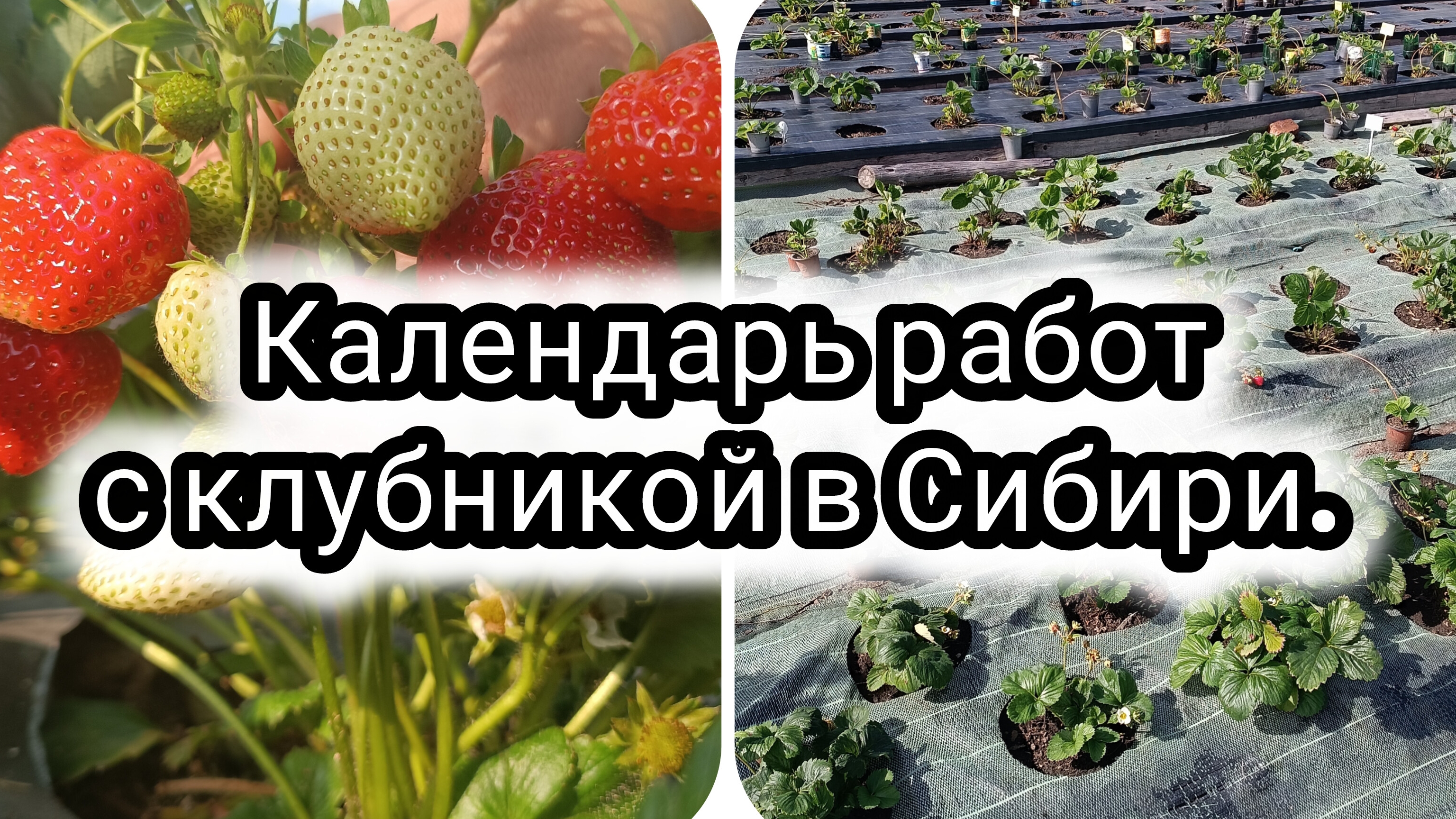 Календарь работ с клубникой