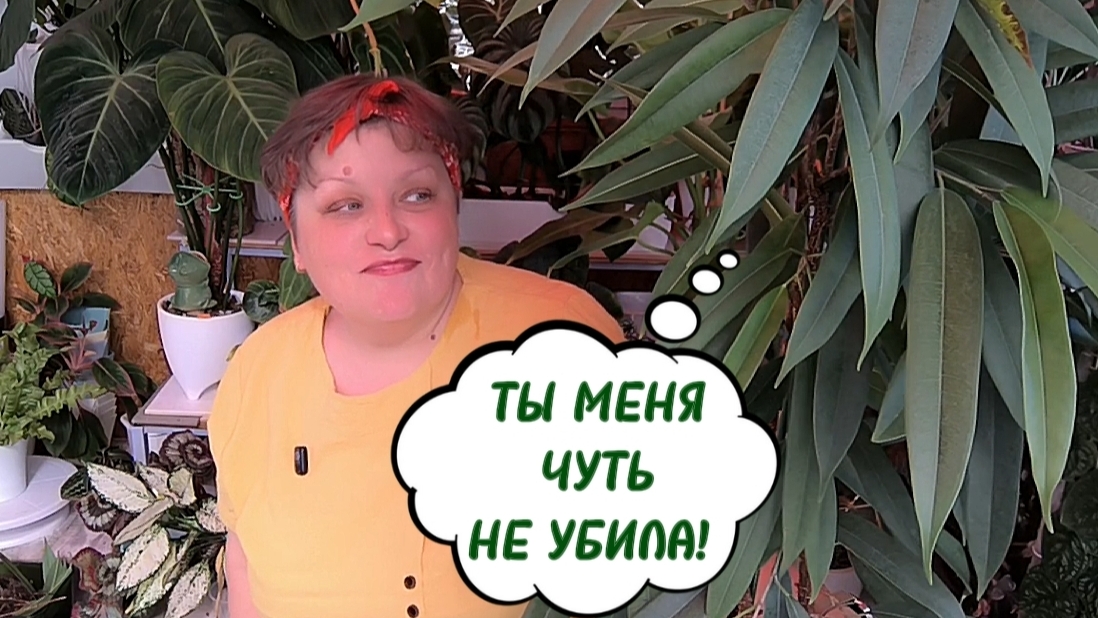 Фикусы