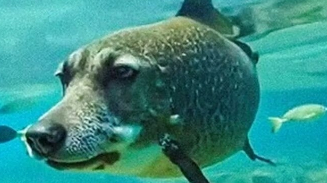 Пять Ночей Со Сталиным