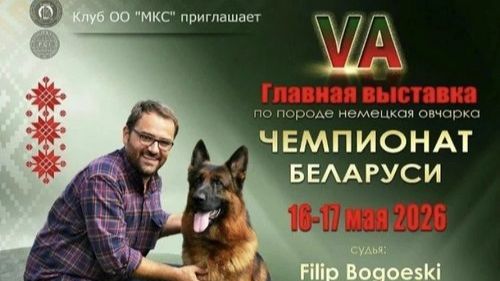КЧК+ БЕЛАРУСЬ 16 мая`26 F.Bogoeski Моно немецких овчарок