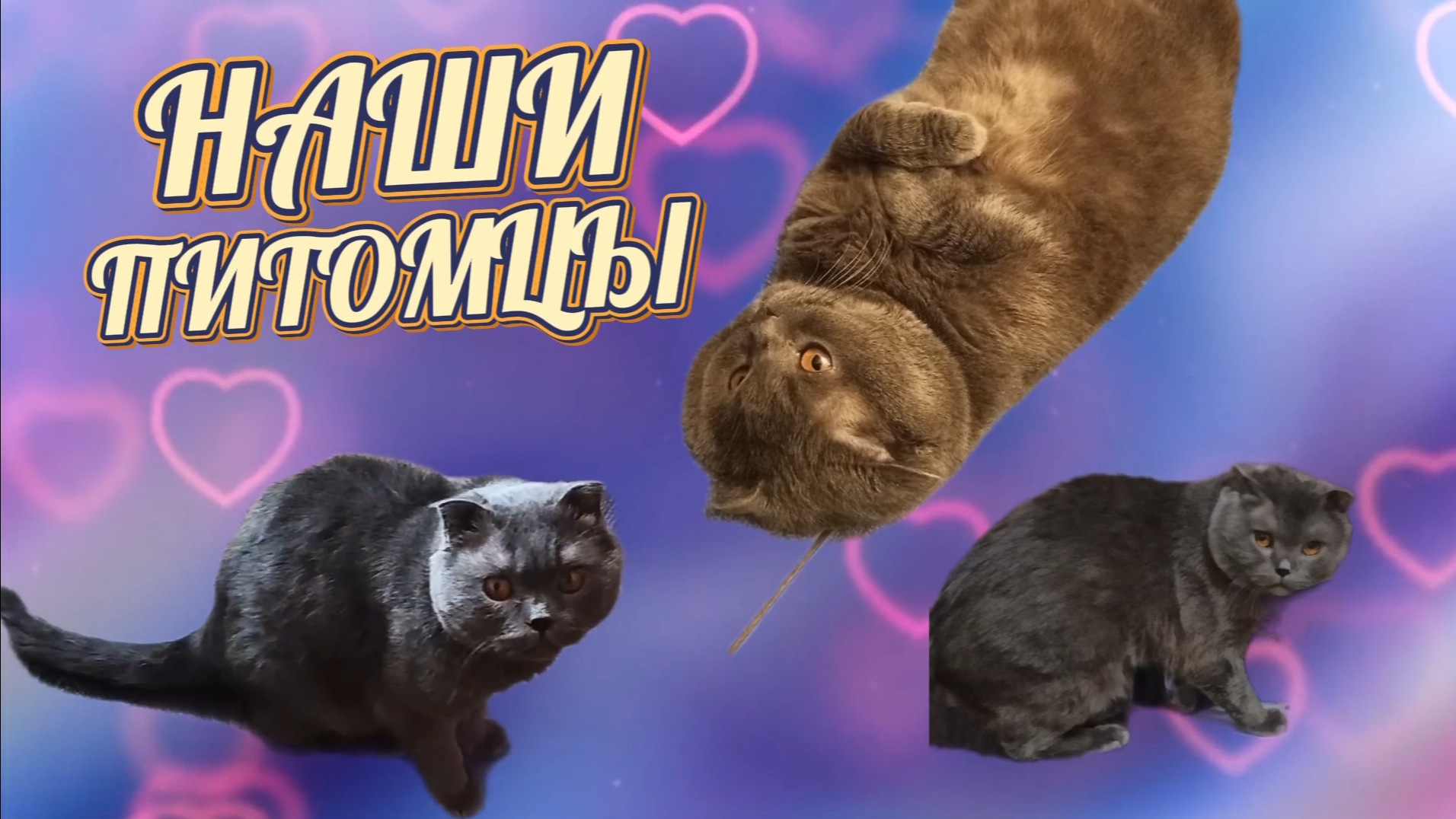 Наши животные