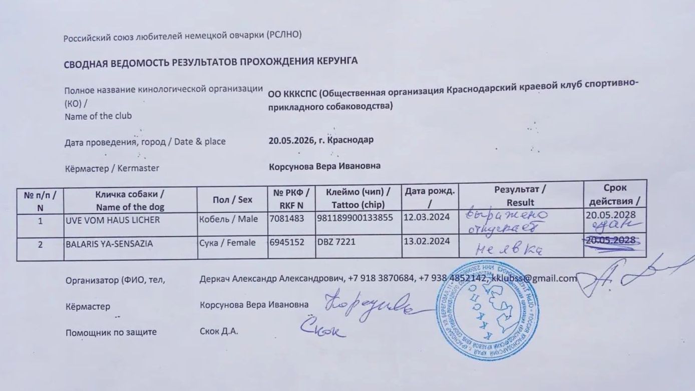 Кёрунг КРАСНОДАР 20 мая`26 (В.Корсунова) 2 собаки