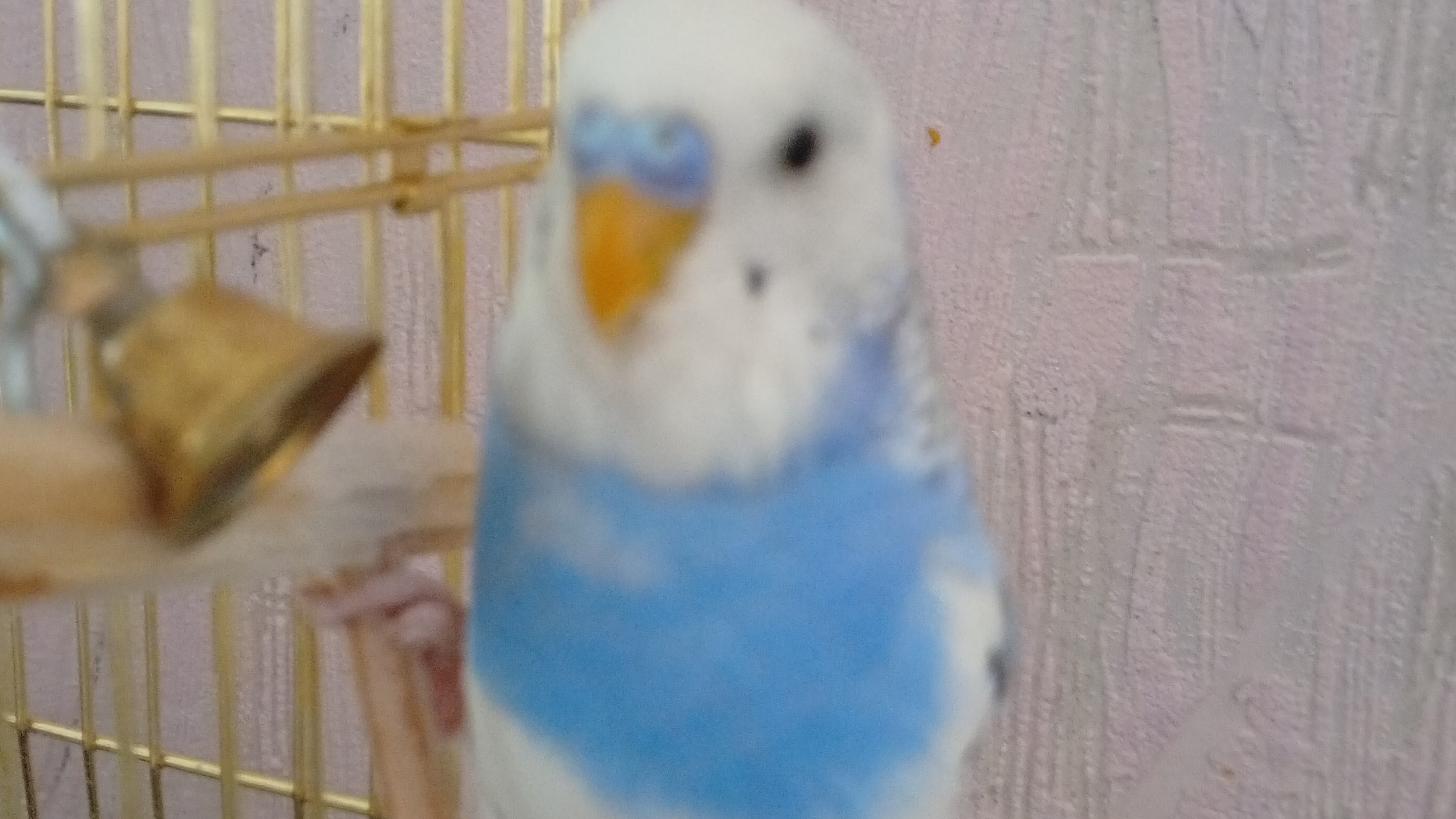 Про Гришу🦜🦜🦜🦜