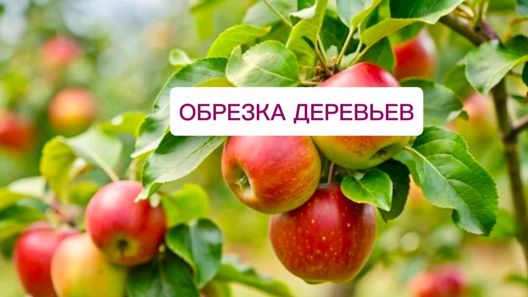 Обрезка деревьев плодовых.