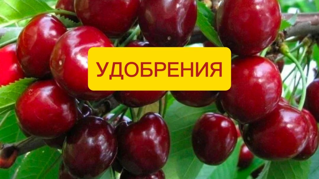 УДОБРЕНИЯ