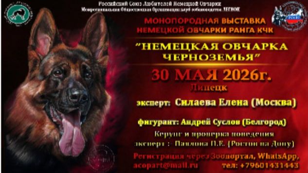КЧК ЛИПЕЦК 31 мая`26 Е.Силаева Моно немецких овчарок