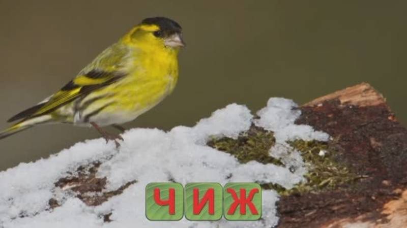 Развивашки