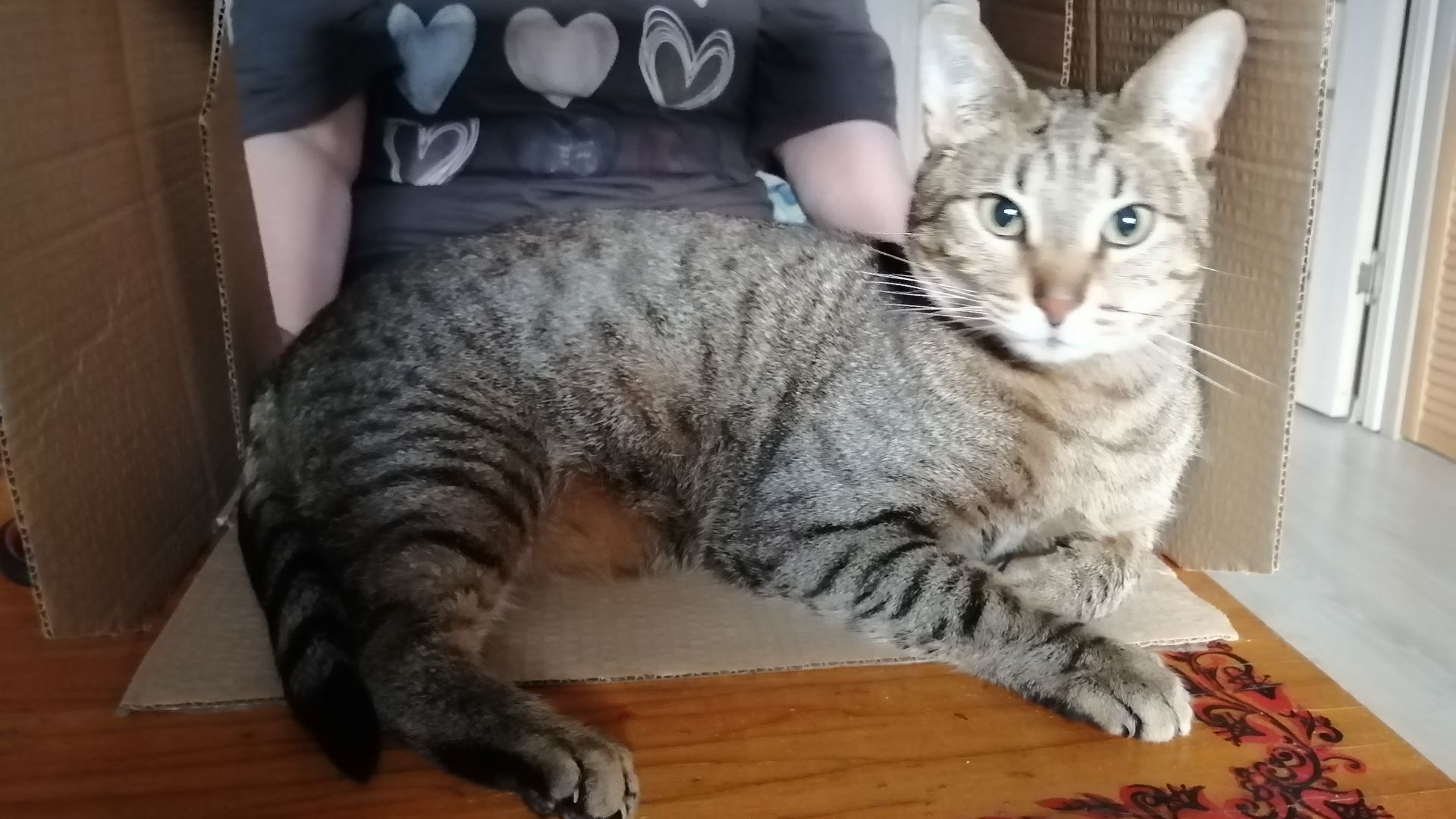ПРИКЛЮЧЕНИЯ КОТА ТИХОНА