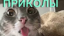 приколы