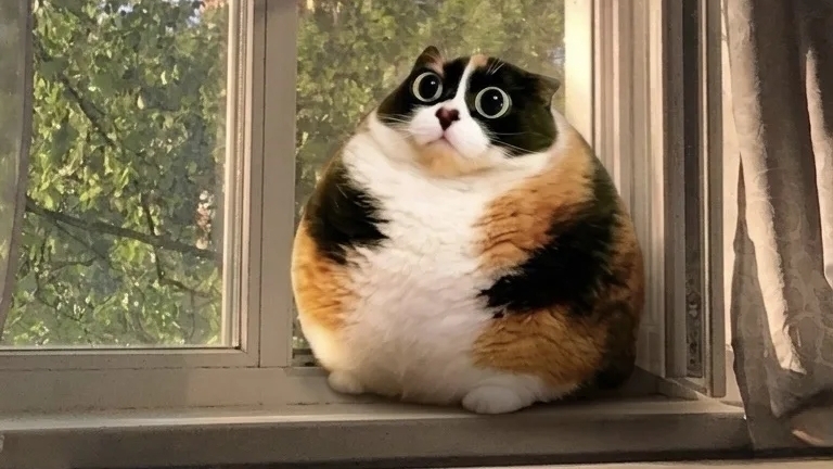 котята объясняют