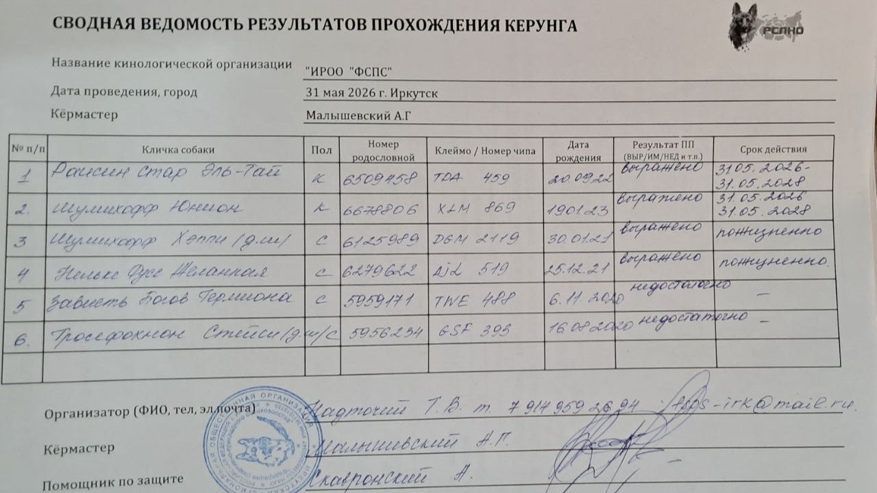 Кёрунг ИРКУТСК 31 мая`26 (А.Малышевский) 6 собак