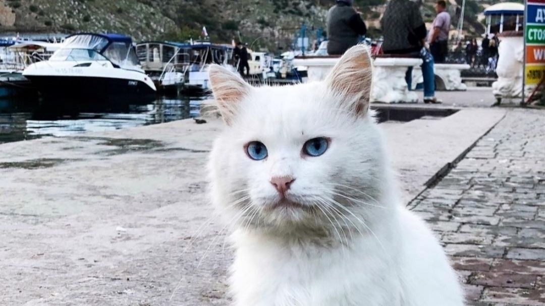 Коты всевозможные
