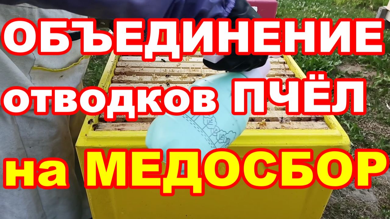 ПЧЕЛОВОДСТВО ДЛЯ НАЧИНАЮЩИХ ! Учимся пчеловодству ВМЕСТЕ !