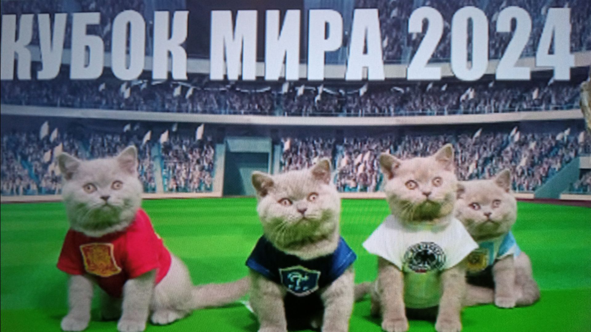 33 котёнка (Кубок мира)