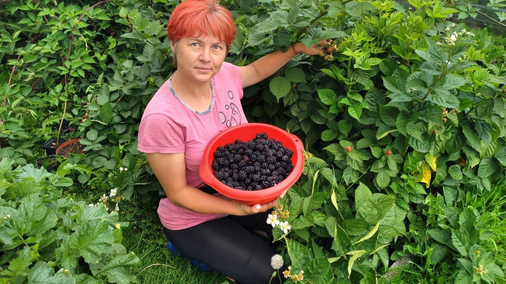 Ежевика в Сибири.