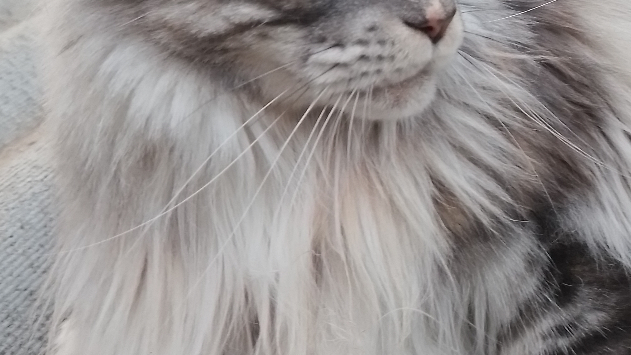 кошки &amp; коты