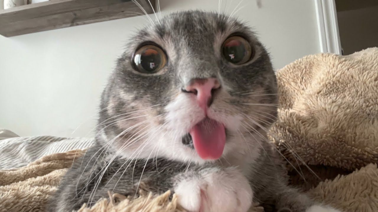котики
