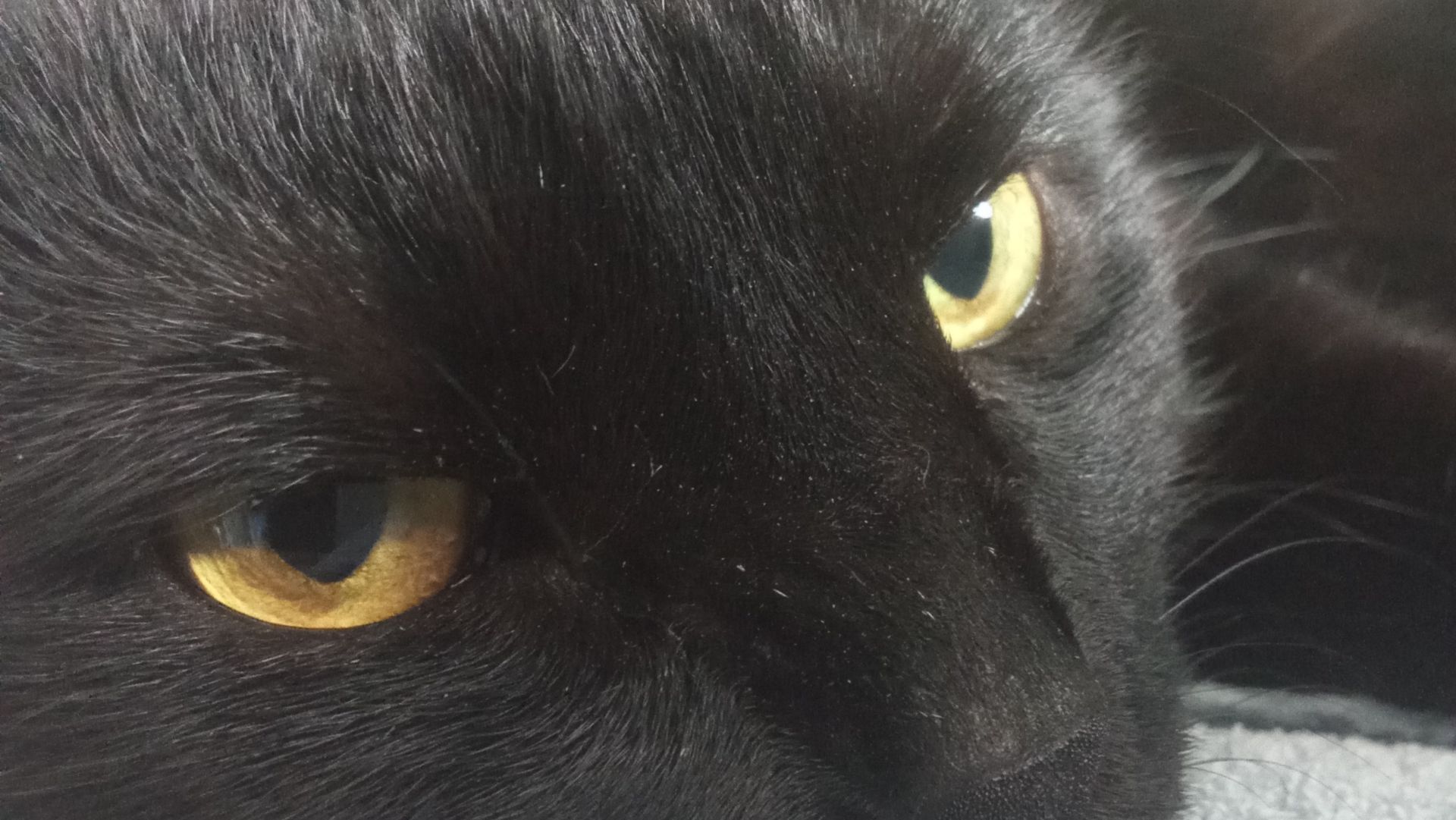 Котик Маврик