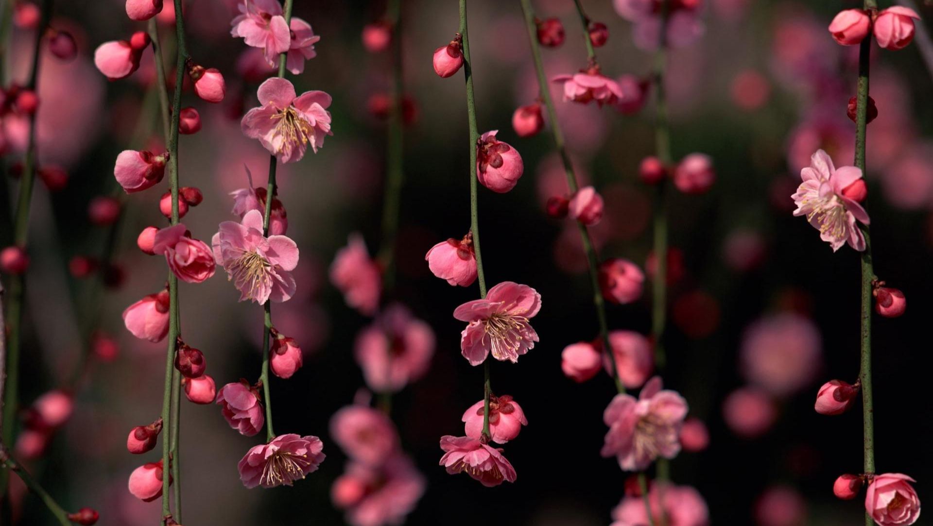 ≈ интро для канала. 🌺
