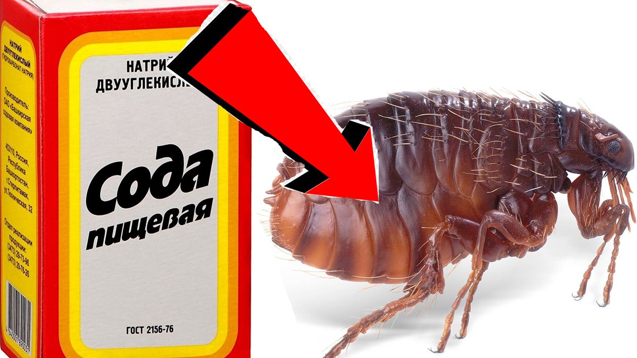 Как избавиться земляных блох За 3 Секунды!