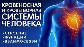Кроветворная система