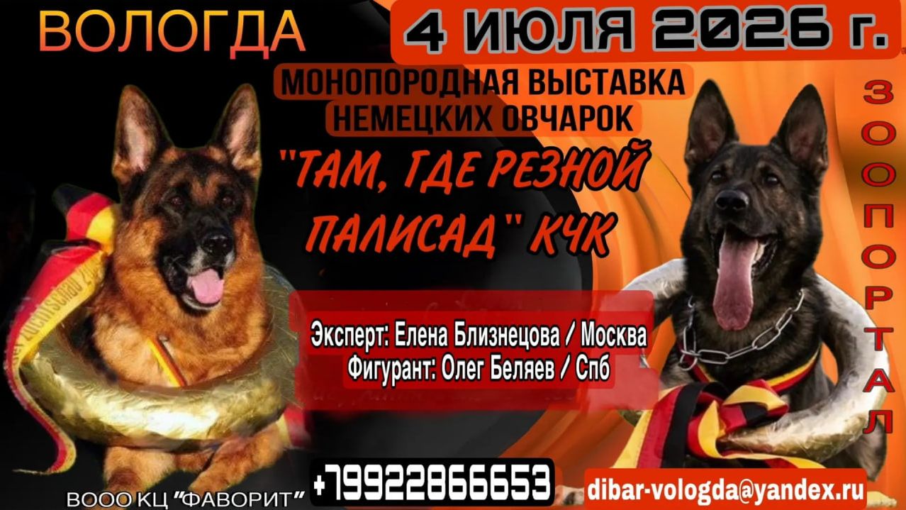 КЧК ВОЛОГДА 4 июля`26 Е.Близнецова Моно немецких овчарок