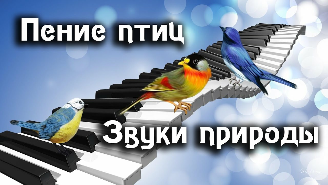Пение птиц