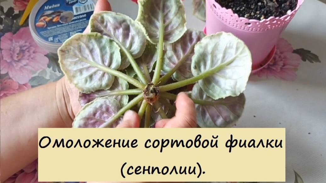 Омоложение Фиалок (Сенполий)!