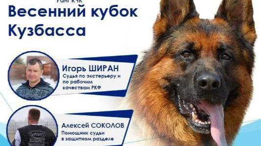 КЧК КЕМЕРОВО 4 мая`25 И.Ширан Моно немецких овчарок