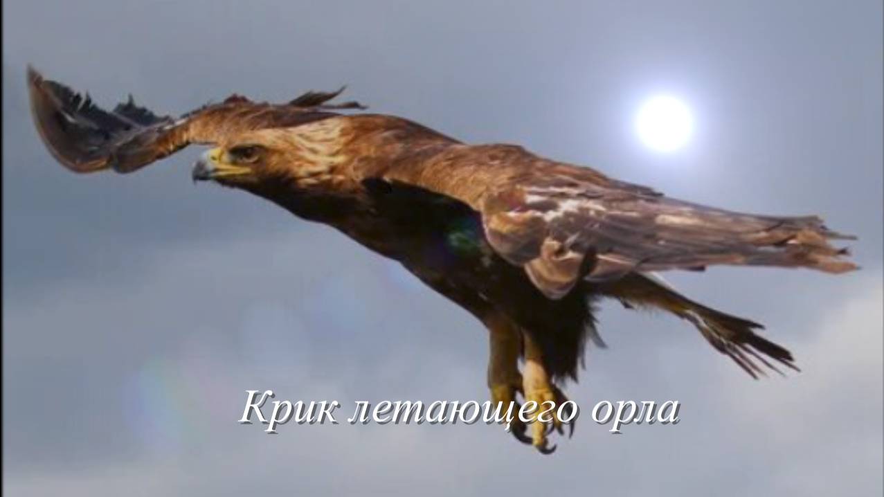 Звуки